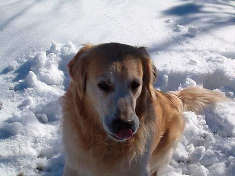 Golden retriever Joker (aflivet) :( - skal vi ind nu? billede 5