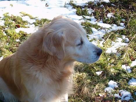 Golden retriever Joker (aflivet) :( - Hvem der? billede 6