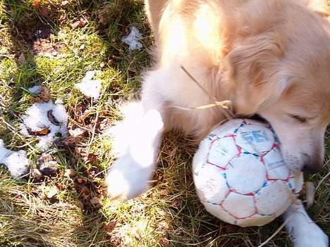 Golden retriever Joker (aflivet) :( - grrr... MIN BOLD! ;) billede 7