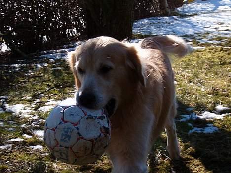 Golden retriever Joker (aflivet) :( - Vil du ikke nok kaste bolden????  billede 8