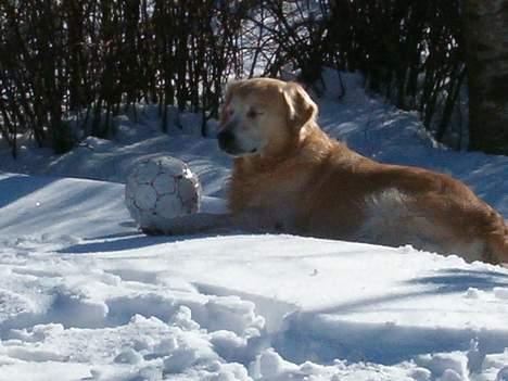 Golden retriever Joker (aflivet) :( - Nogen der kaldte??? hmm billede 9