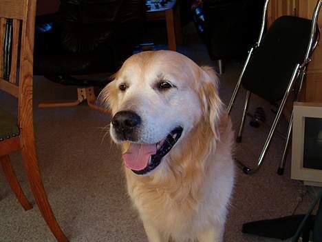 Golden retriever Joker (aflivet) :( - Hej Hej billede 10