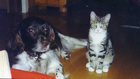 Kleiner münsterländer tinto(død) - tinto og min gamle katt mozart billede 10