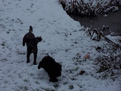 Dværgpuddel Blackie - blackie og smut billede 5