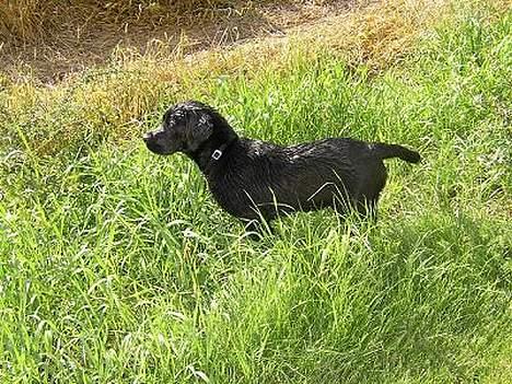 Labrador retriever Tanja - Mon der er noget derude som skal undersøges?? billede 6