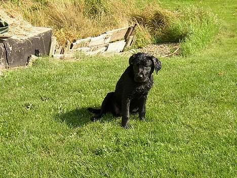 Labrador retriever Tanja - Er lidt våd... Men det var sjovt at lege med vandstrålen !! billede 5
