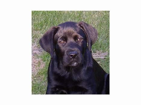 Labrador retriever Tanja - Tanja 11 uger billede 4