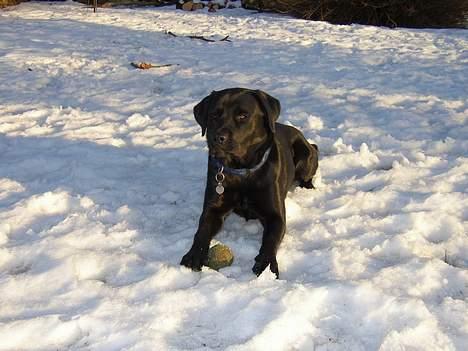 Labrador retriever Tanja - Skal vi lege?? billede 2