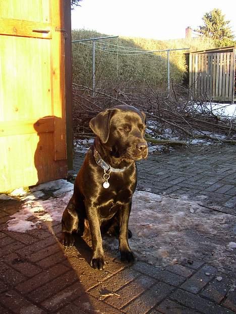 Labrador retriever Tanja - Nyder de sidste solstråler en martseftermiddag 2005 billede 3