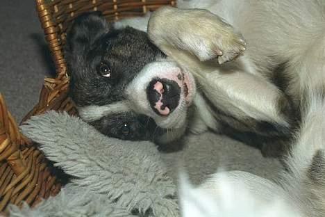 Blanding af racer Don - "Unge" Don... med lyserød snude... billede 1