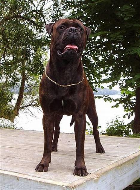 Bullmastiff Attollo billede 1