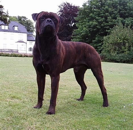 Bullmastiff Attollo billede 2