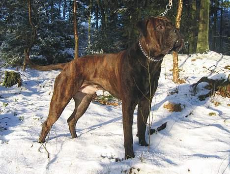Bullmastiff Attollo billede 3
