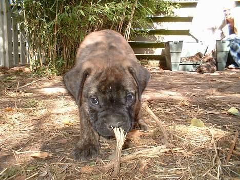 Bullmastiff Attollo billede 4