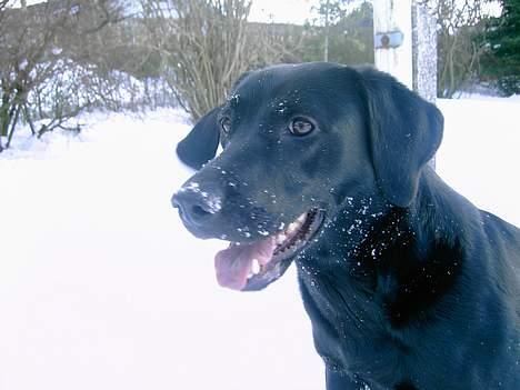 Labrador retriever Freja - hvor er bolden.?? billede 1
