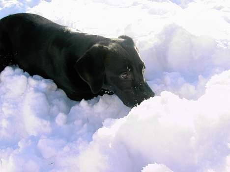 Labrador retriever Freja billede 2