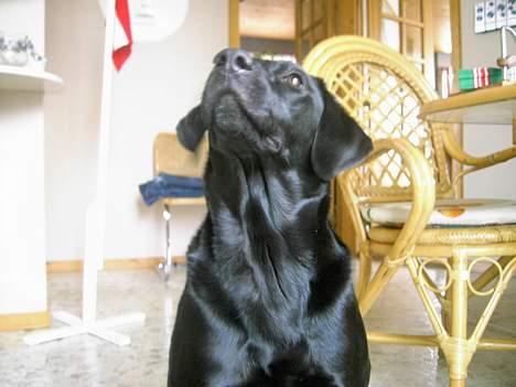 Labrador retriever Freja billede 3