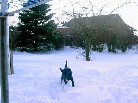 Labrador retriever Freja billede 5