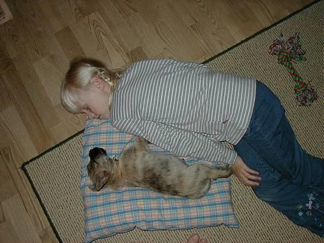 Cairn terrier Muffy billede 5