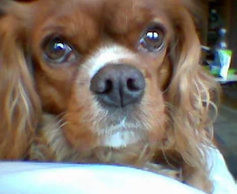 Cavalier king charles spaniel Dali (r.i.p 2008) billede 1