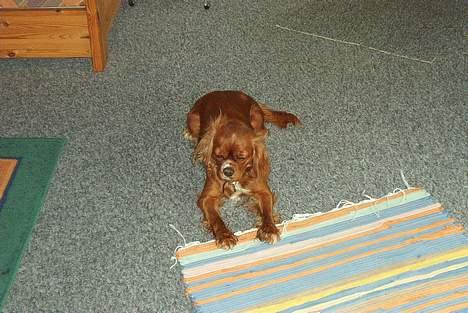 Cavalier king charles spaniel Dali (r.i.p 2008) billede 2
