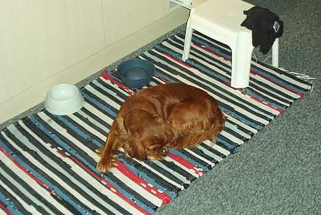 Cavalier king charles spaniel Dali (r.i.p 2008) billede 3