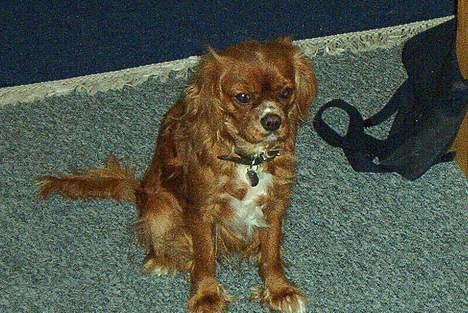 Cavalier king charles spaniel Dali (r.i.p 2008) billede 4