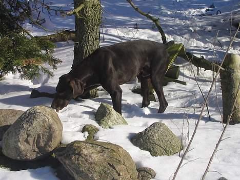 Korthåret hønsehund Fuglsig's Sako billede 1
