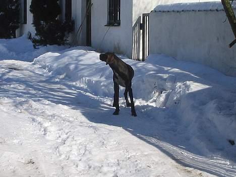 Korthåret hønsehund Fuglsig's Sako billede 2