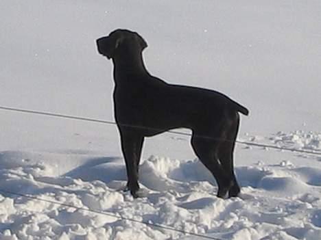Korthåret hønsehund Fuglsig's Sako billede 3