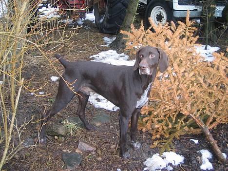 Korthåret hønsehund Fuglsig's Sako billede 4