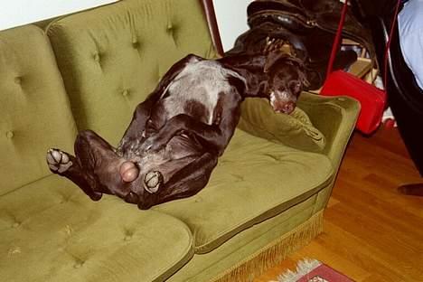 Korthåret hønsehund Fuglsig's Sako - favorit sovestilling billede 5