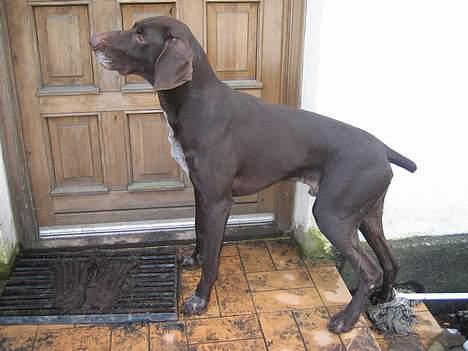 Korthåret hønsehund Fuglsig's Sako billede 6