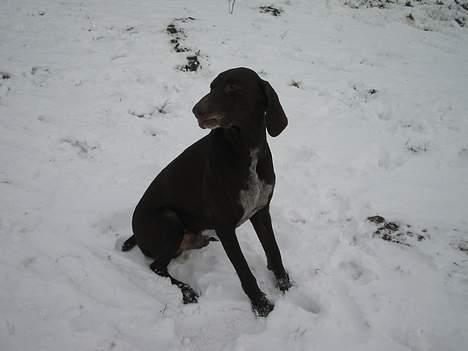 Korthåret hønsehund Fuglsig's Sako billede 7