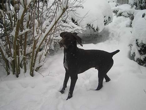 Korthåret hønsehund Fuglsig's Sako billede 8