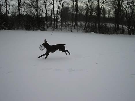 Korthåret hønsehund Fuglsig's Sako billede 9