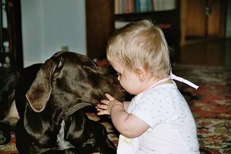 Korthåret hønsehund Fuglsig's Sako - En barnepige bliver kysset. billede 10
