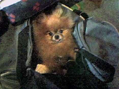 Pomeranian Bjørn - I rejser ingen steder uden mig!! billede 1