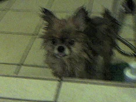 Pomeranian Bjørn - Jeg hader at få bad!! billede 2