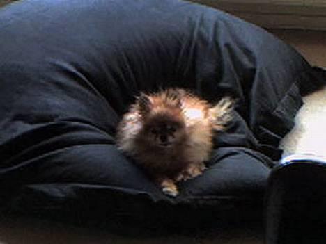 Pomeranian Bjørn - Hvor er den altså bare blød og dejlig.. billede 3