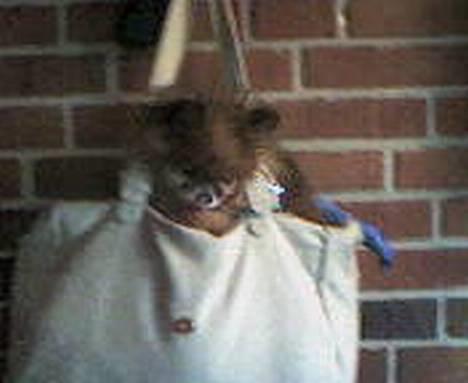 Pomeranian Bjørn - Hvordan kommer jeg mon ned herfra??? billede 4