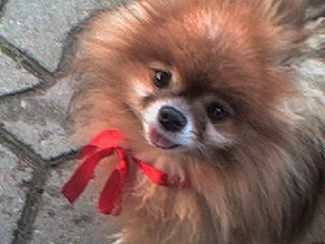 Pomeranian Bjørn - Kan du stå for mig? billede 5