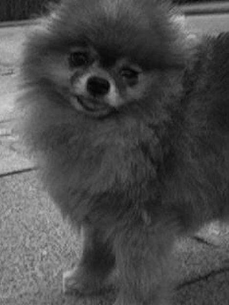 Pomeranian Bjørn billede 6