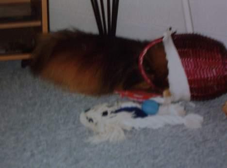 Pomeranian Bjørn - Så det er der hun gemmer alt mit legetøj. billede 7