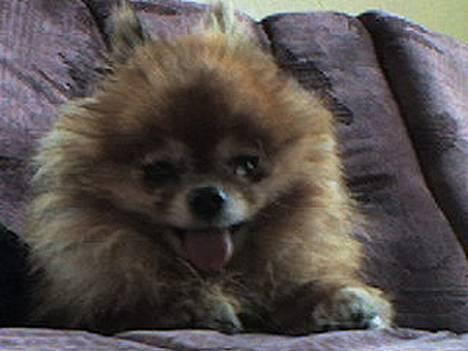 Pomeranian Bjørn billede 8