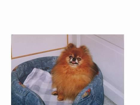 Pomeranian Bjørn - hvad ligner det at vågne mig for at lyse mig i hovedt. billede 9