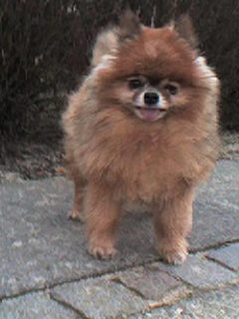 Pomeranian Bjørn billede 10