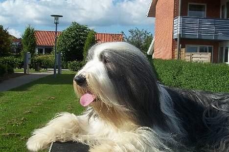 Bearded collie Louise billede 4