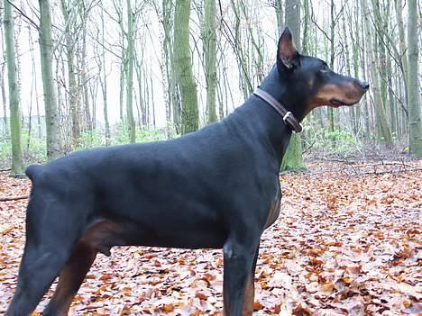 Dobermann (Genning's Sultan) Pinta billede 10