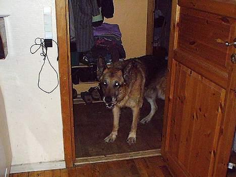 Schæferhund Zeuz   *DØD* - mm kan det kamera spises billede 1